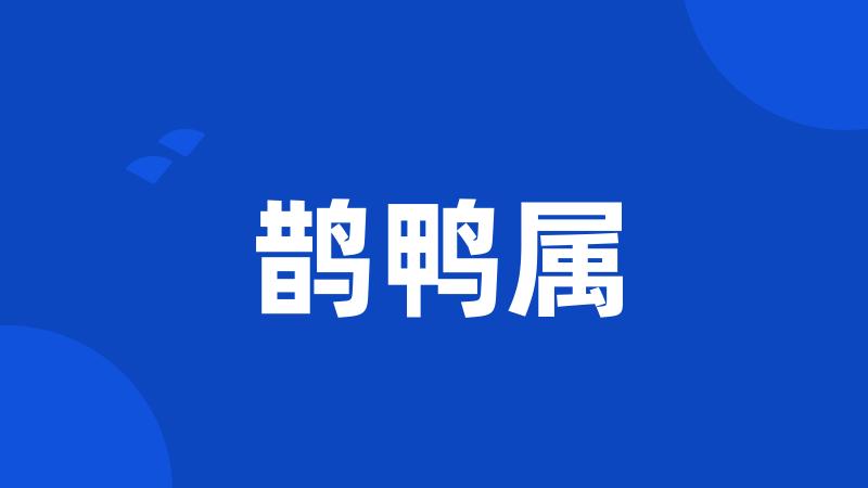 鹊鸭属