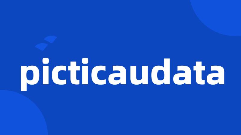 picticaudata