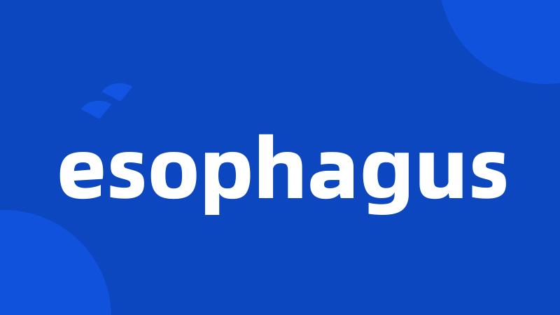 esophagus