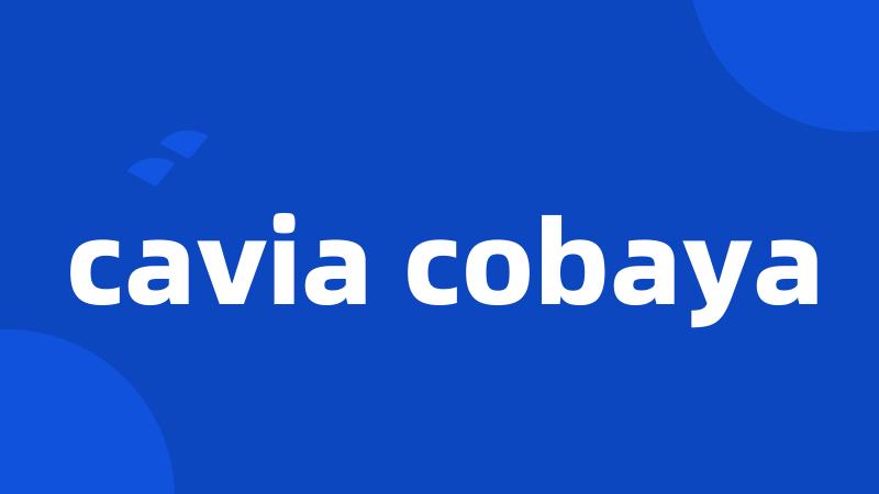 cavia cobaya