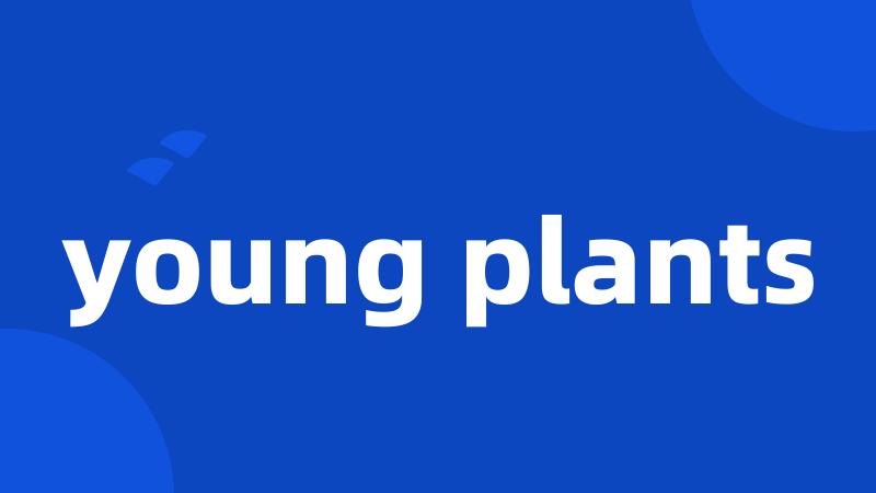 young plants