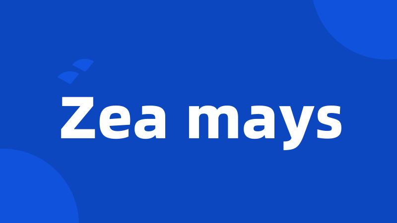 Zea mays