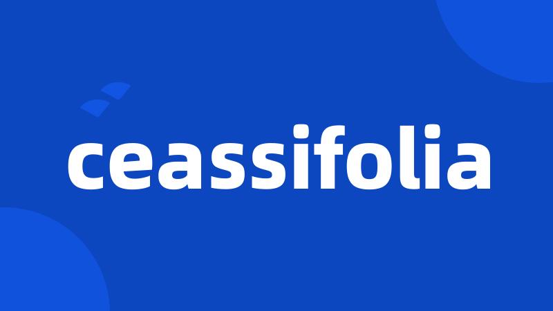 ceassifolia