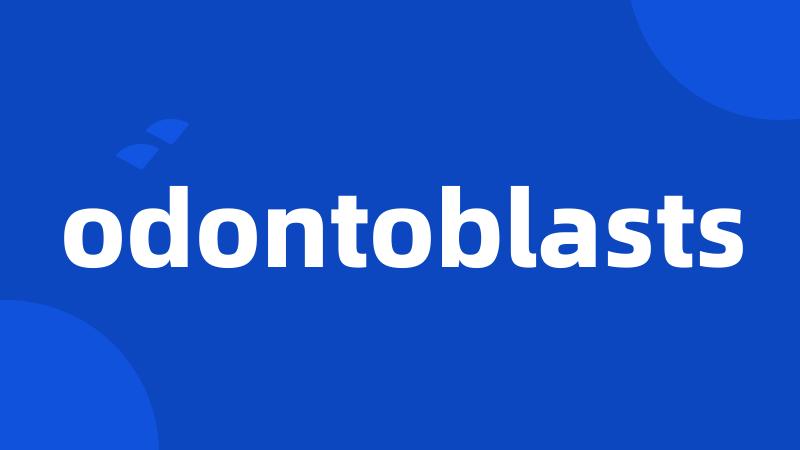 odontoblasts