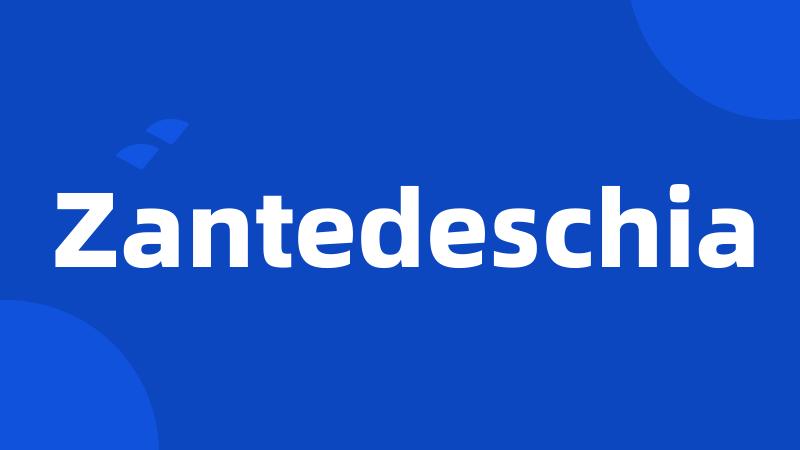 Zantedeschia