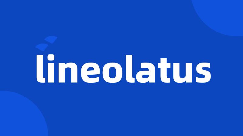 lineolatus