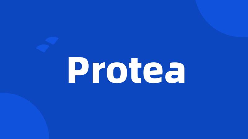 Protea