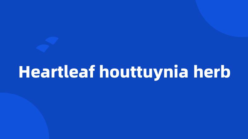 Heartleaf houttuynia herb