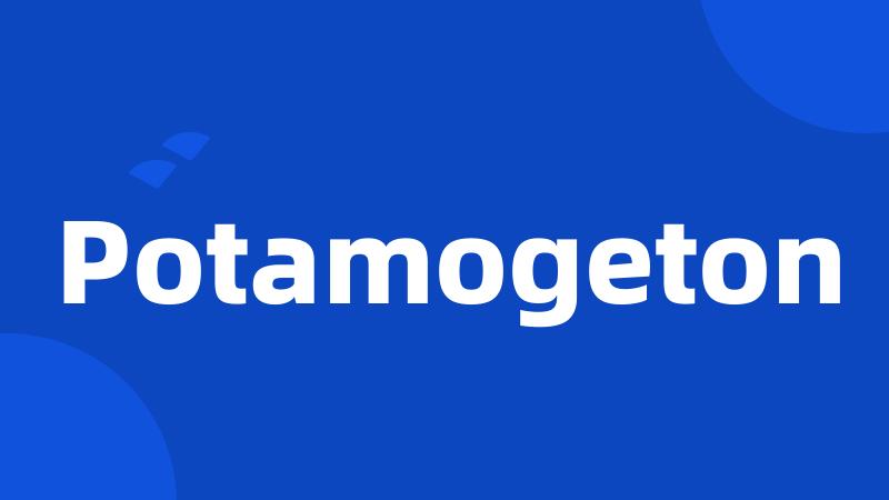 Potamogeton