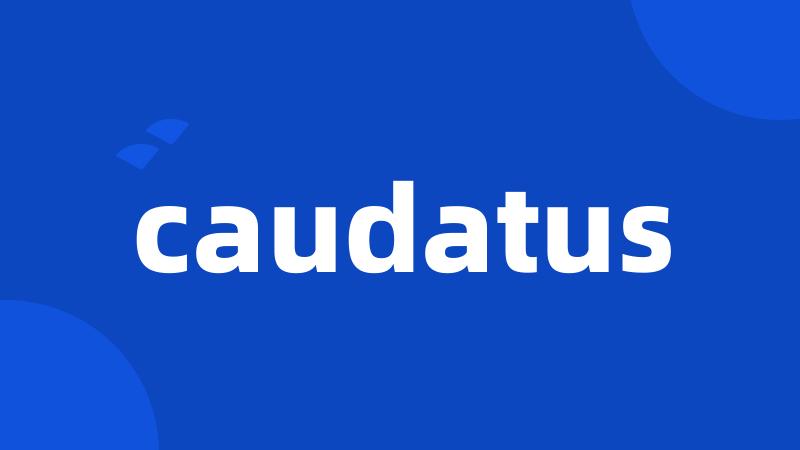 caudatus