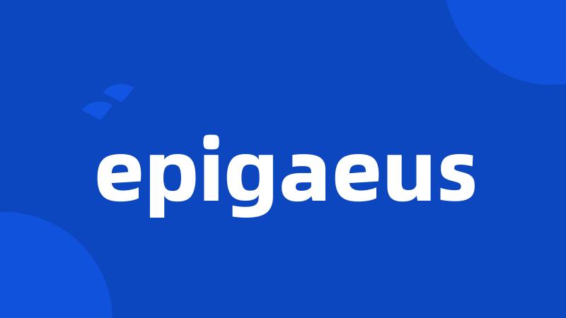 epigaeus