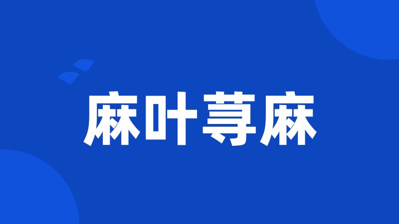 麻叶荨麻