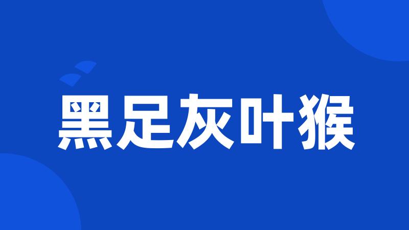 黑足灰叶猴