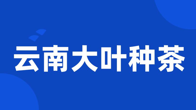 云南大叶种茶