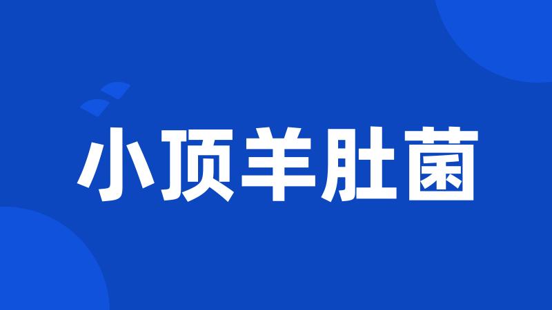 小顶羊肚菌