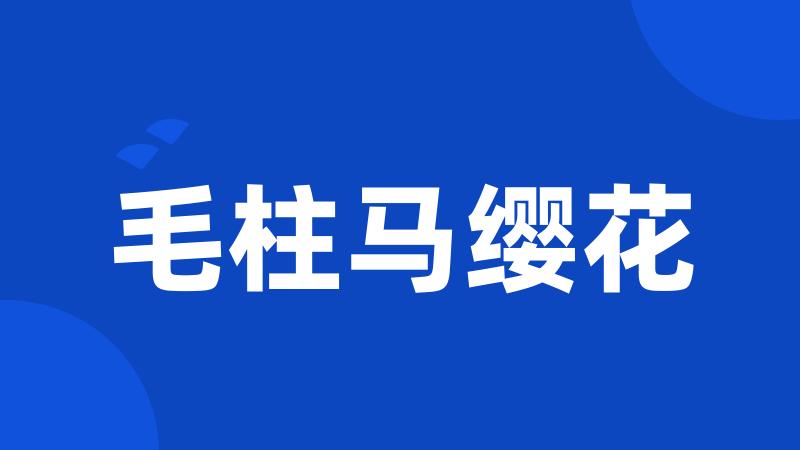毛柱马缨花