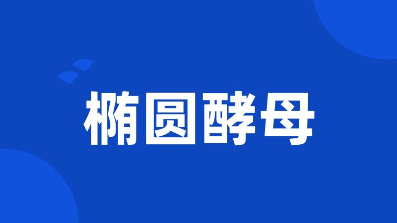 椭圆酵母
