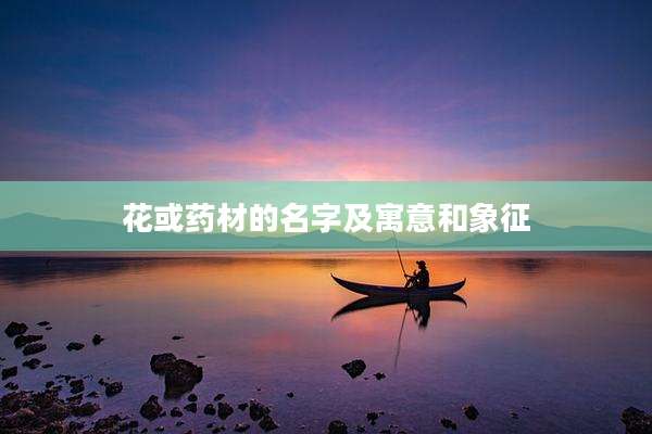 花或药材的名字及寓意和象征