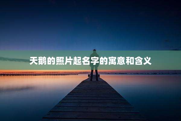 天鹅的照片起名字的寓意和含义