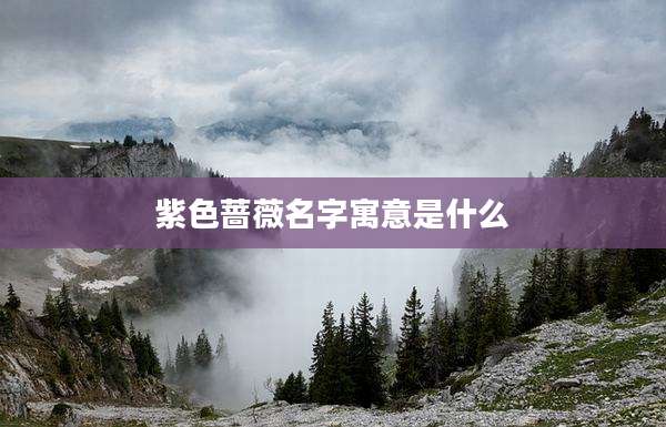 紫色蔷薇名字寓意是什么