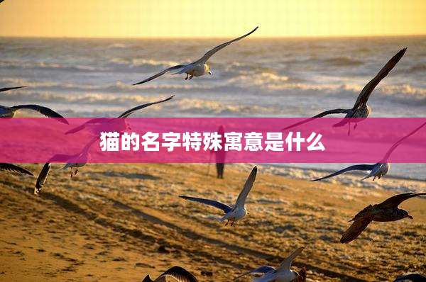 猫的名字特殊寓意是什么