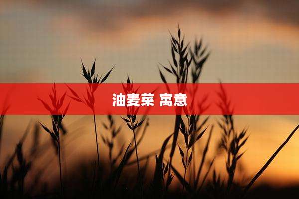 油麦菜 寓意